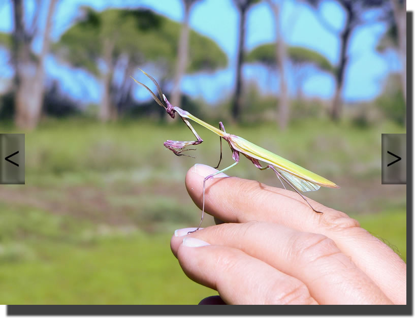 Empusa